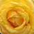Rumena - Vrtnica čajevka - Csodálatos Mandarin